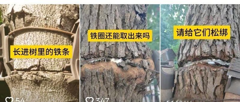 此事源于11月5日有网民接连发布多条视频称，苏州相城经开区（澄阳街道）路边有一些