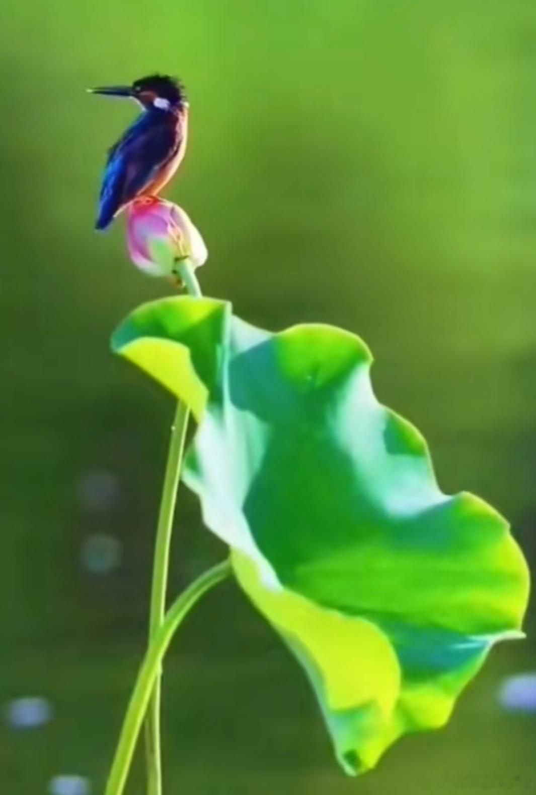 洋洋高锐*化鸟之心◎不要再嘲笑我……己化鸟◎蹲在花蕾上笑……你◎不为别的三生……