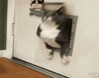 猫猫：当年我这么瘦的吗 