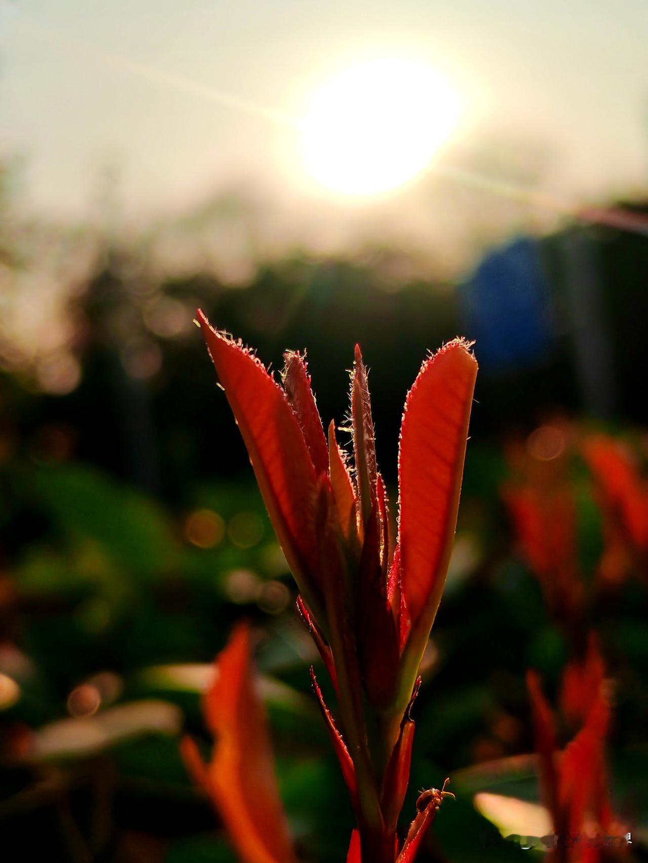 集卡点灯领现金我正在参加集卡点灯分20万春节活动。集卡点亮灯笼，可获得现金奖励，