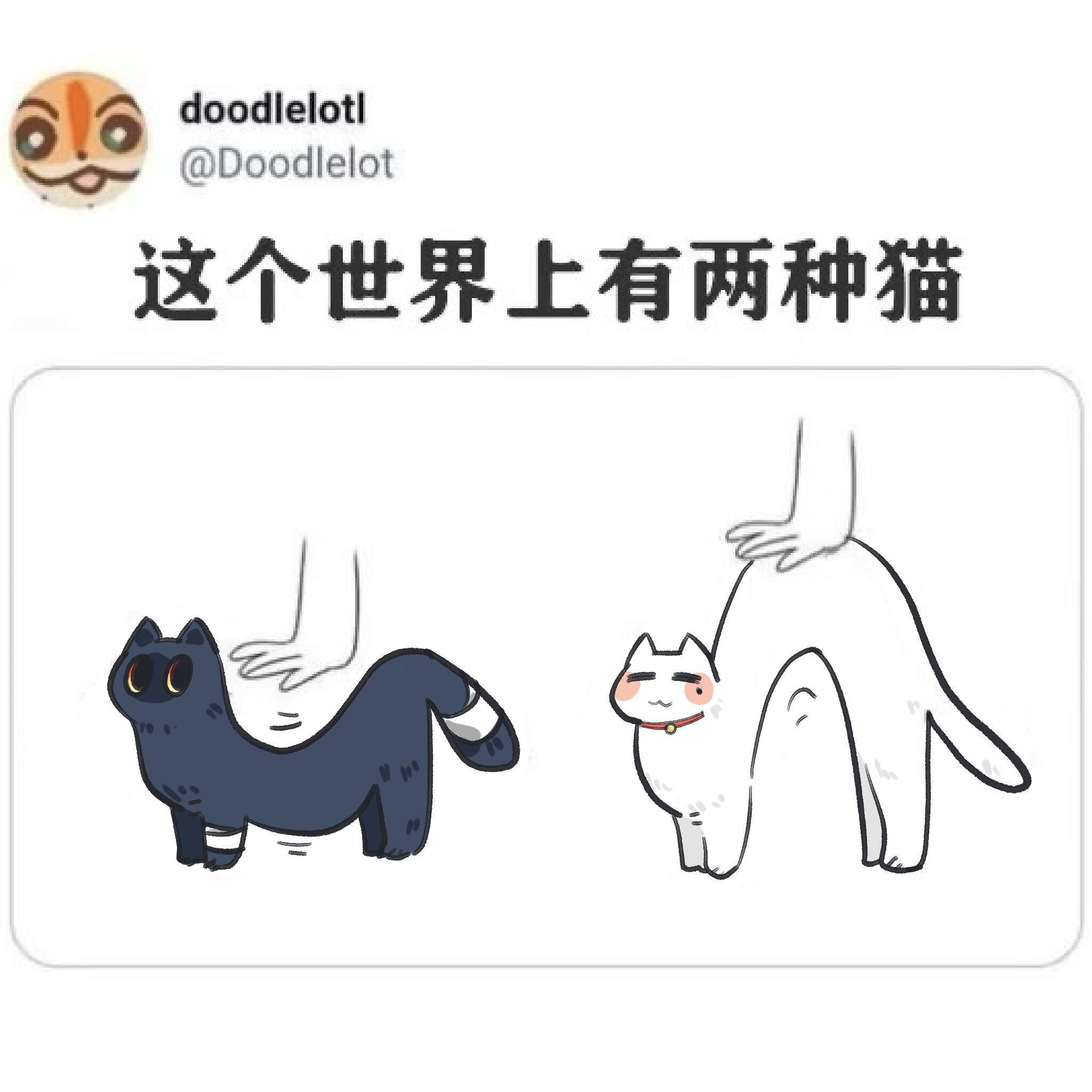 这世界上有两种猫，芝麻酥不让碰，坏猫！大白馒头你果然是讨好型猫格吧？[doge]