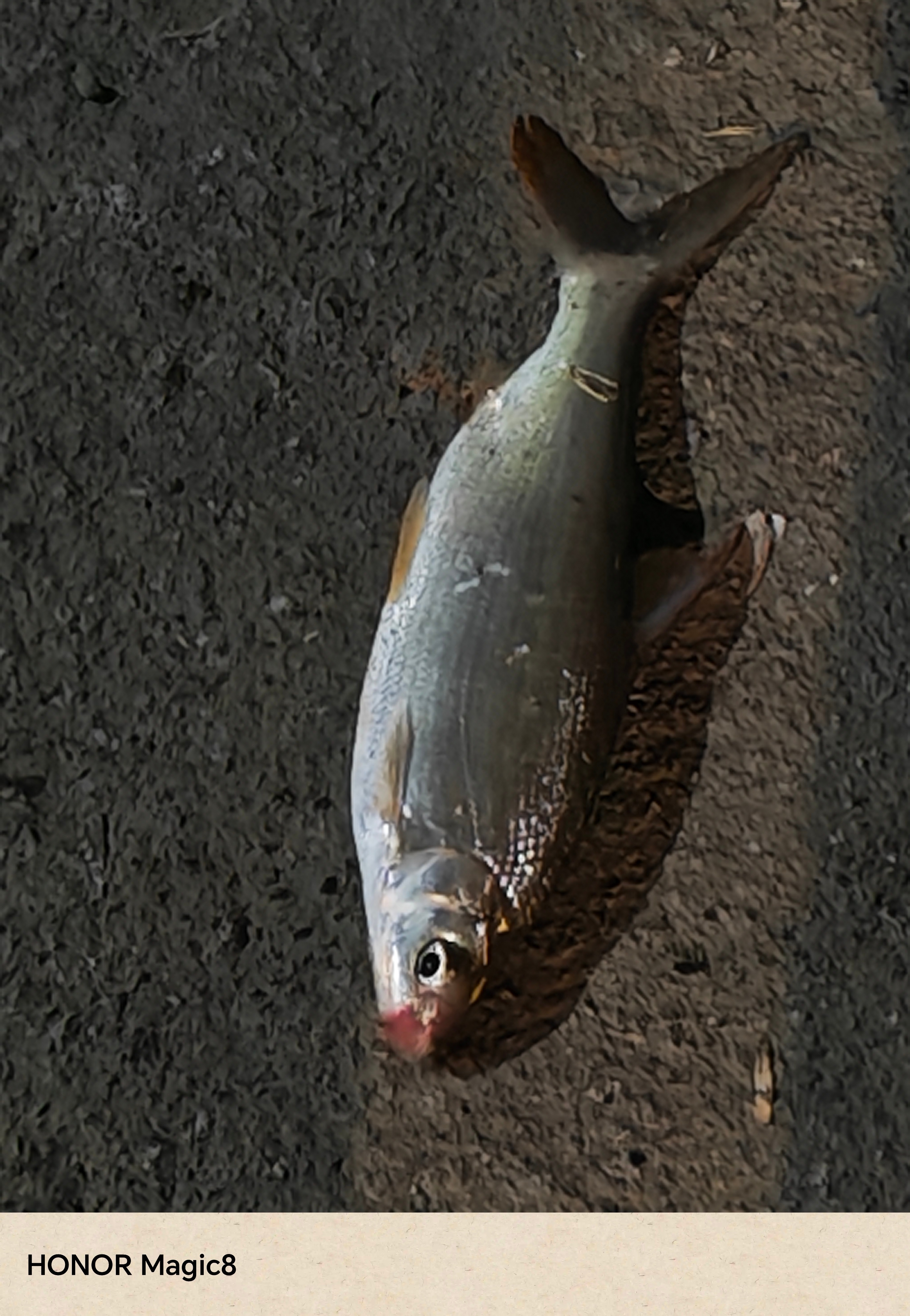 晚上朋友掉上来一条刁子鱼，用荣耀Magic8的AI风格试试，挺好玩的[喵喵] ​