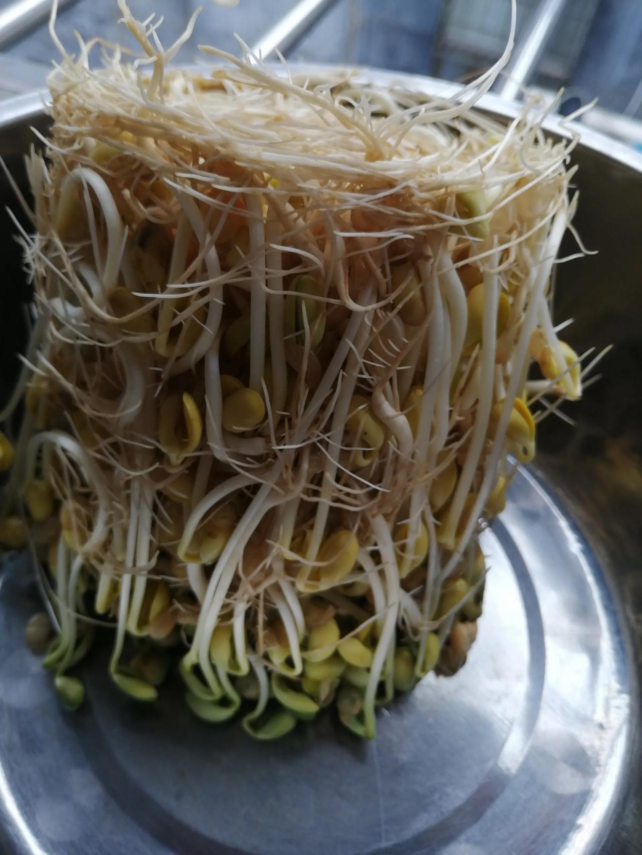 我自己种的黄豆芽，细小根缠绕抱团；而市场上买的无根肥大。