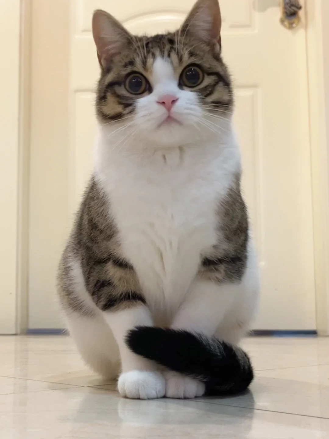 端庄小猫也有不为人知的一面～