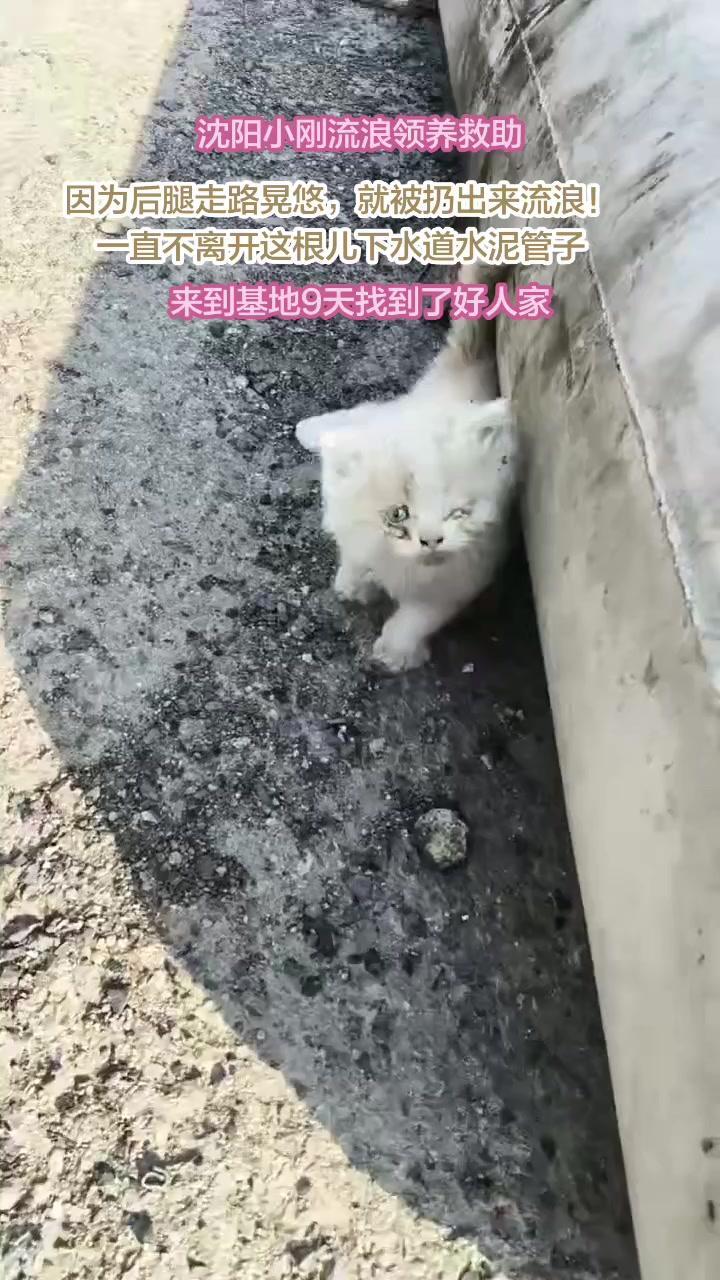 小区里发现后腿无力的流浪小猫，眼睛也不太好，嗷嗷叫着太可怜了。姐姐收留它送到基地