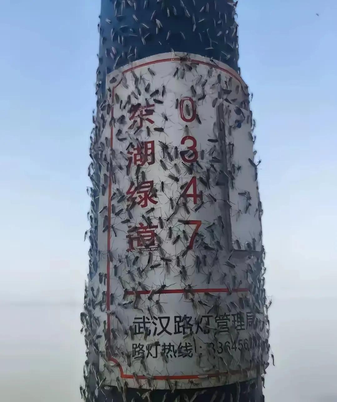 今天去东湖绿道骑行，遇到一大堆蚊子“袭击”，心情也变得不好！旁边一个小男孩边骑车
