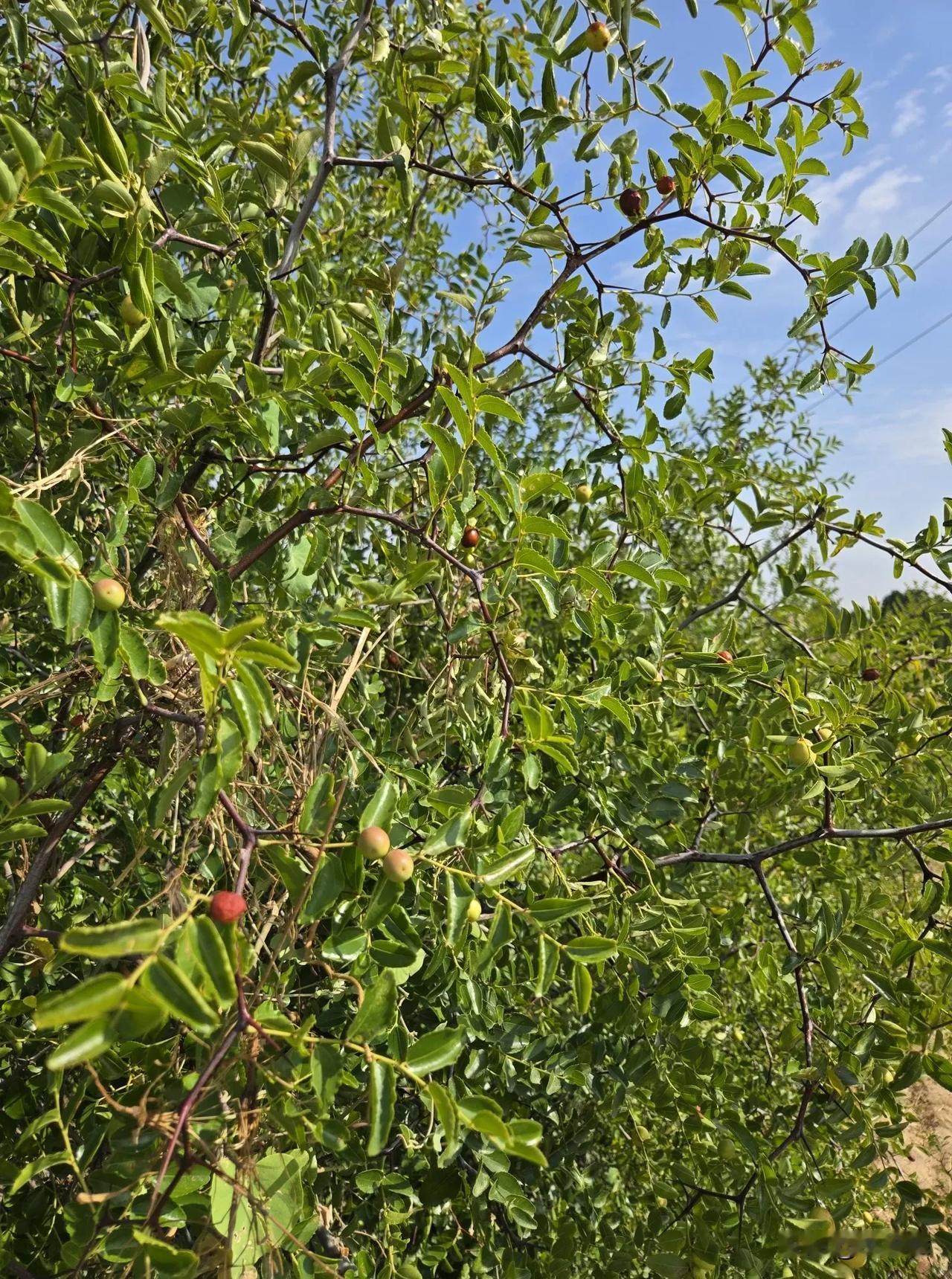 给我姥姥姥爷烧纸的路上，看到了不少酸枣树，摘了一点点酸枣，还是小时候的酸酸的味道