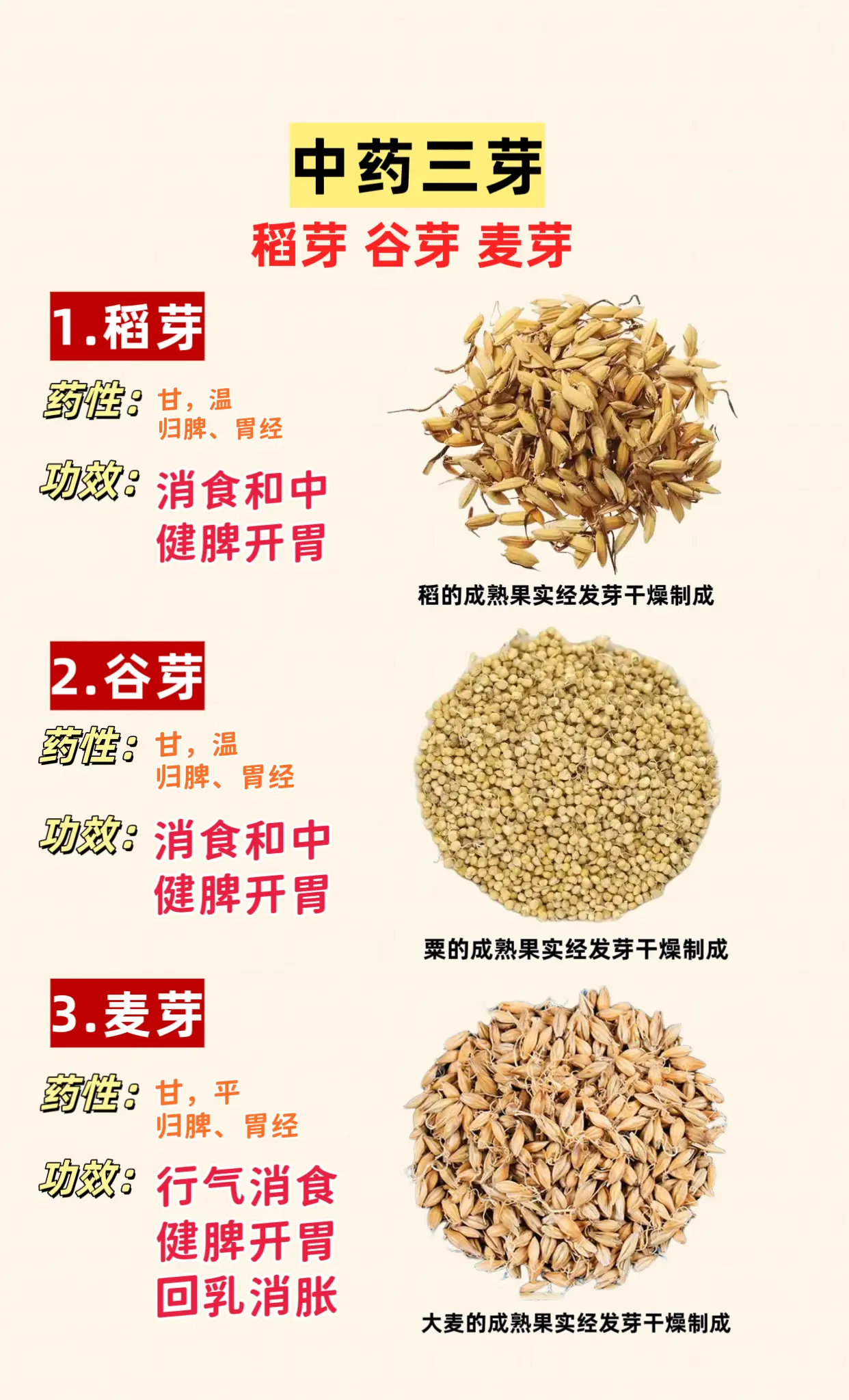 中药三芽。稻芽 谷芽 麦芽