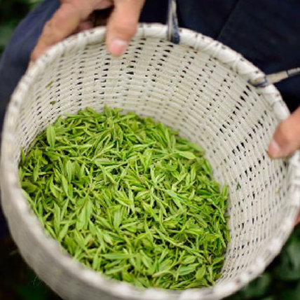 🍃西湖龙井产自二级产区龙坞，豆香味十足，由于是二级产区，比一级产区的价格友好非