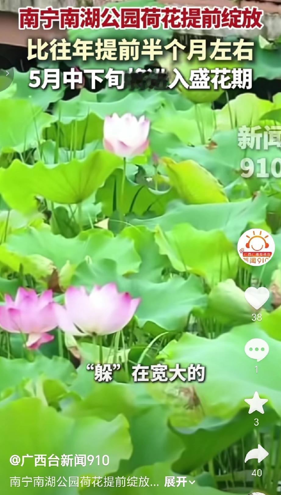 近日南宁南湖公园的荷花比往年提前半个月左右提前绽放，吸引了不少市民前来观赏。往年