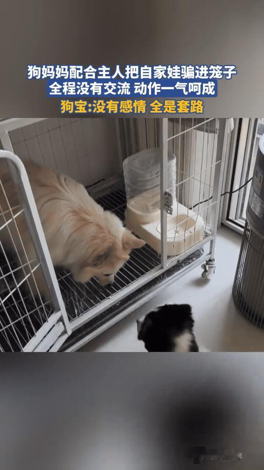 家人们谁懂啊！这狗妈妈怕不是成精了，配合主人把亲娃骗进笼子，全程丝滑到离谱！
