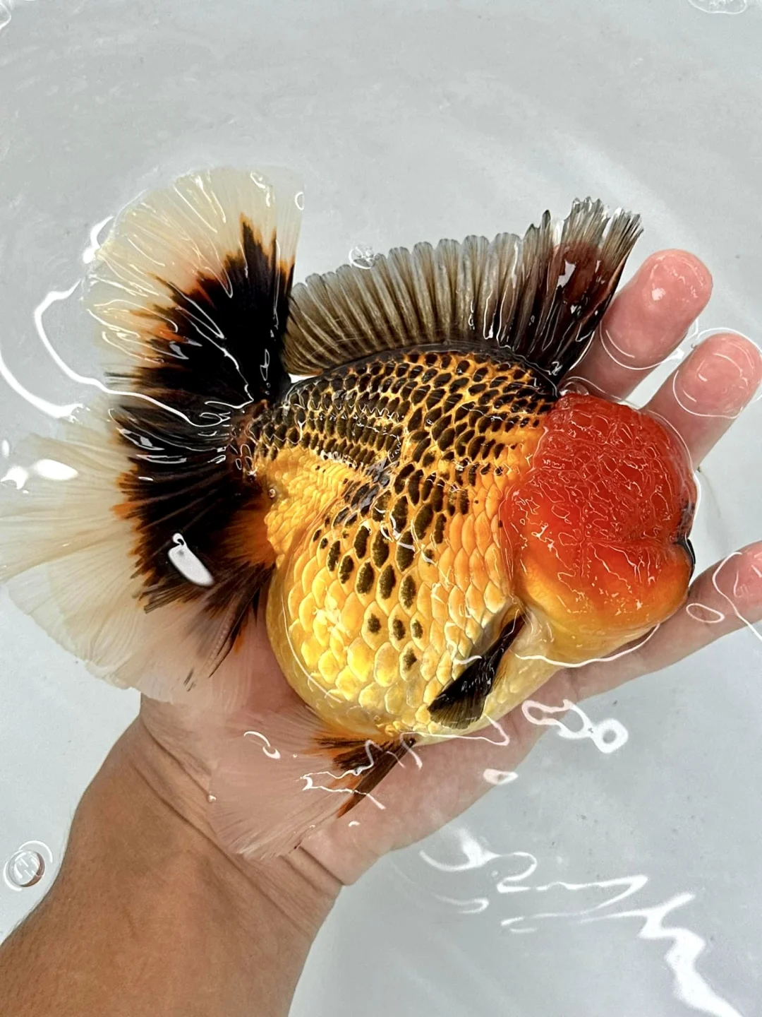 花开富贵！