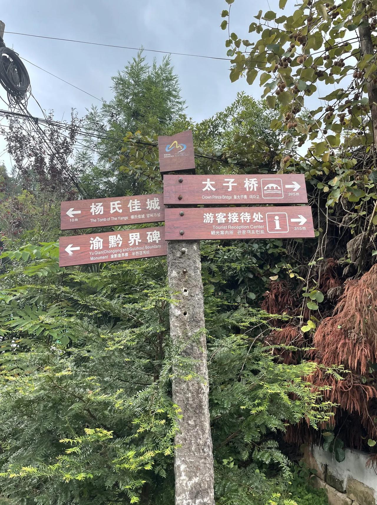 飞鸽农场
        ——南木子
飞鸽农场川渝贵，
夏天避暑此最美。
水上公