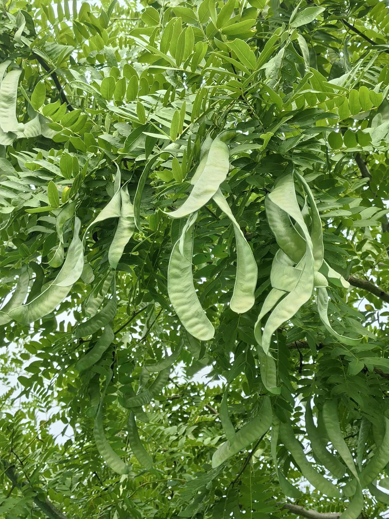 公园拍摄的皂荚
皂荚是种很奇妙的植物。它不仅能代替肥皂清洁，还有很好的药用价值，