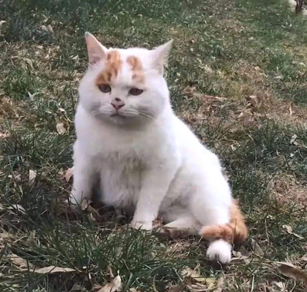 流浪前.后的猫猫～​​​