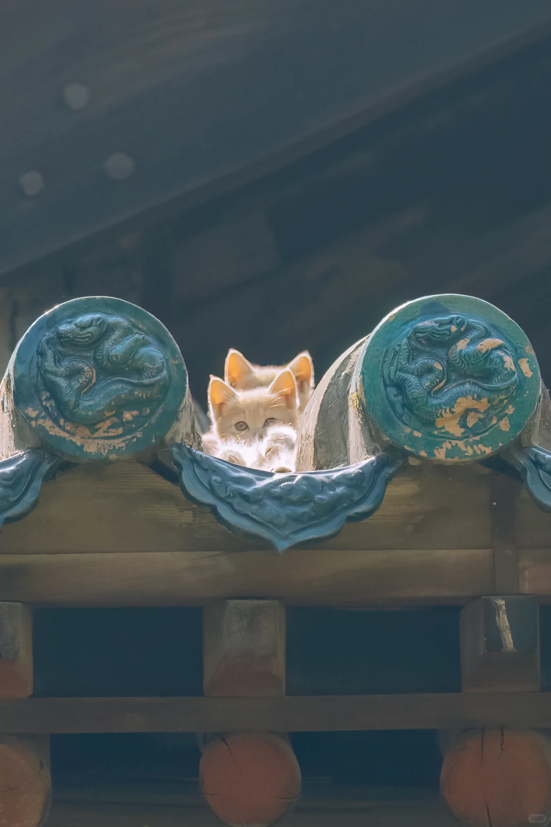 又又又在古建上拍到了叠叠猫