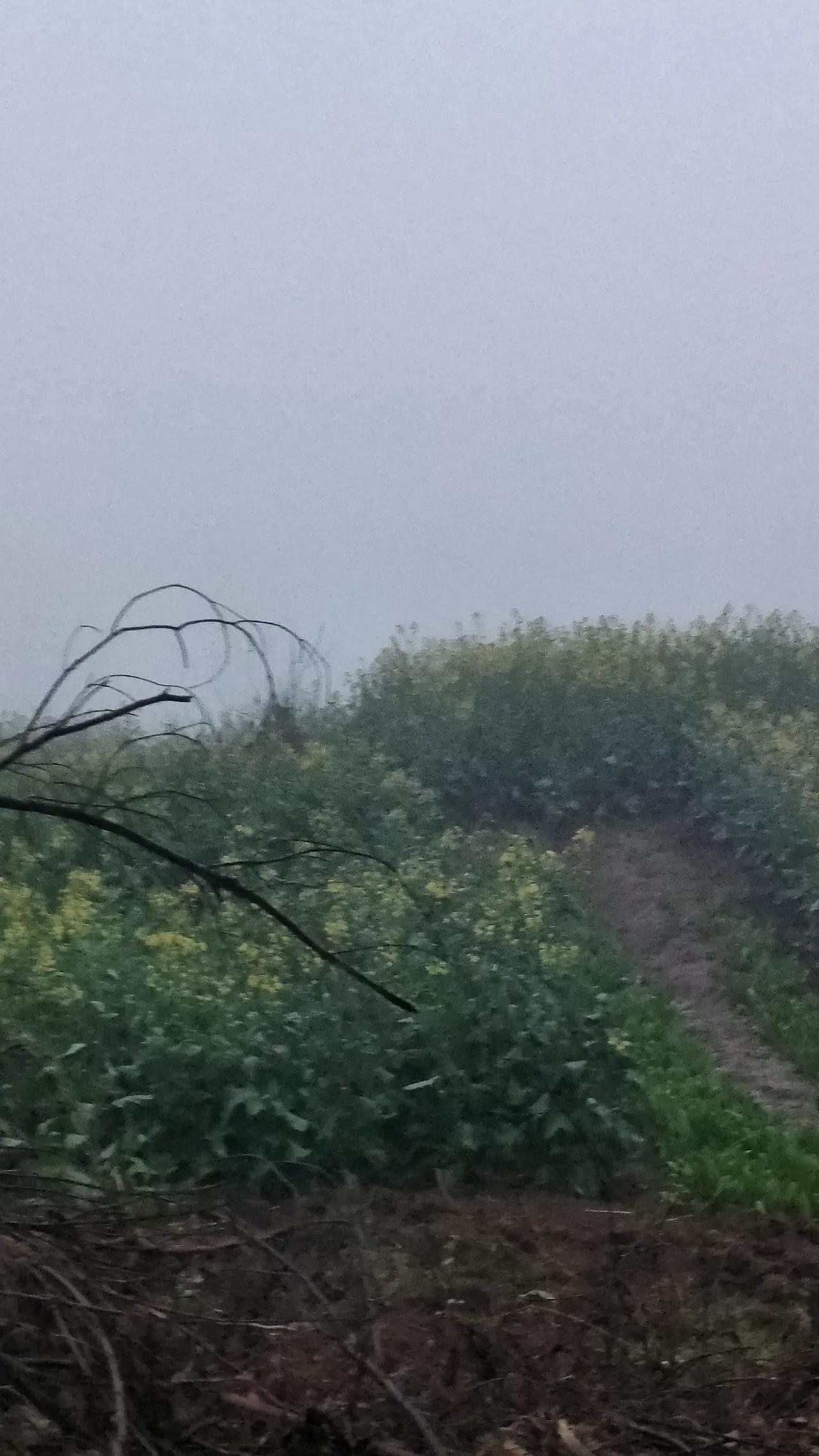 这几天南阳市小雨连绵下了好几天，都不带停的，让人心情也跟着郁闷了一些。

记得小