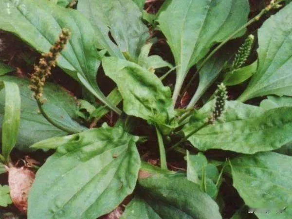 常被当垃圾扔掉的8个中草药

在繁忙的现代生活中，我们往往容易忽视身边的一些小事