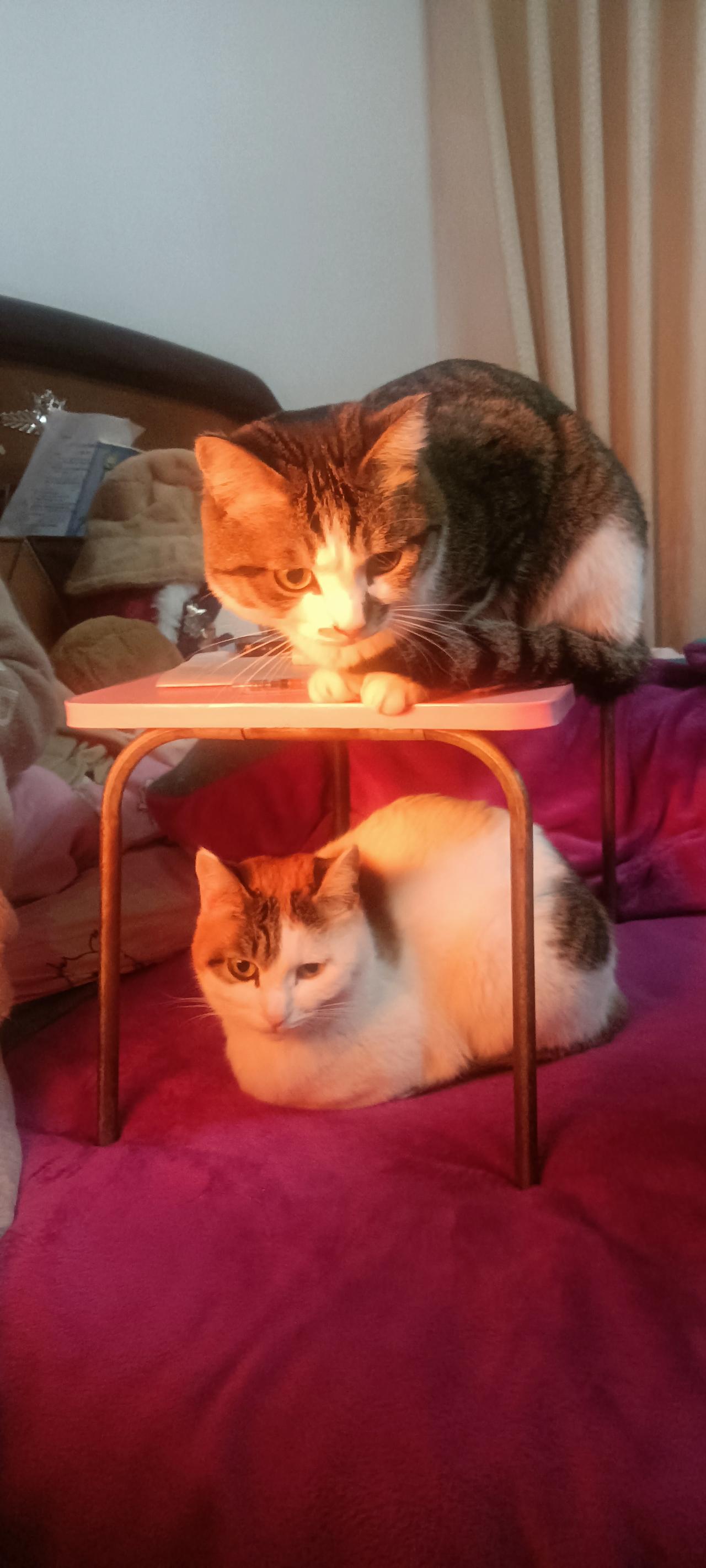 俩猫占座把我整笑了，
这地位差距也太明显了！
 
家人们谁懂啊！就因为我随手放了