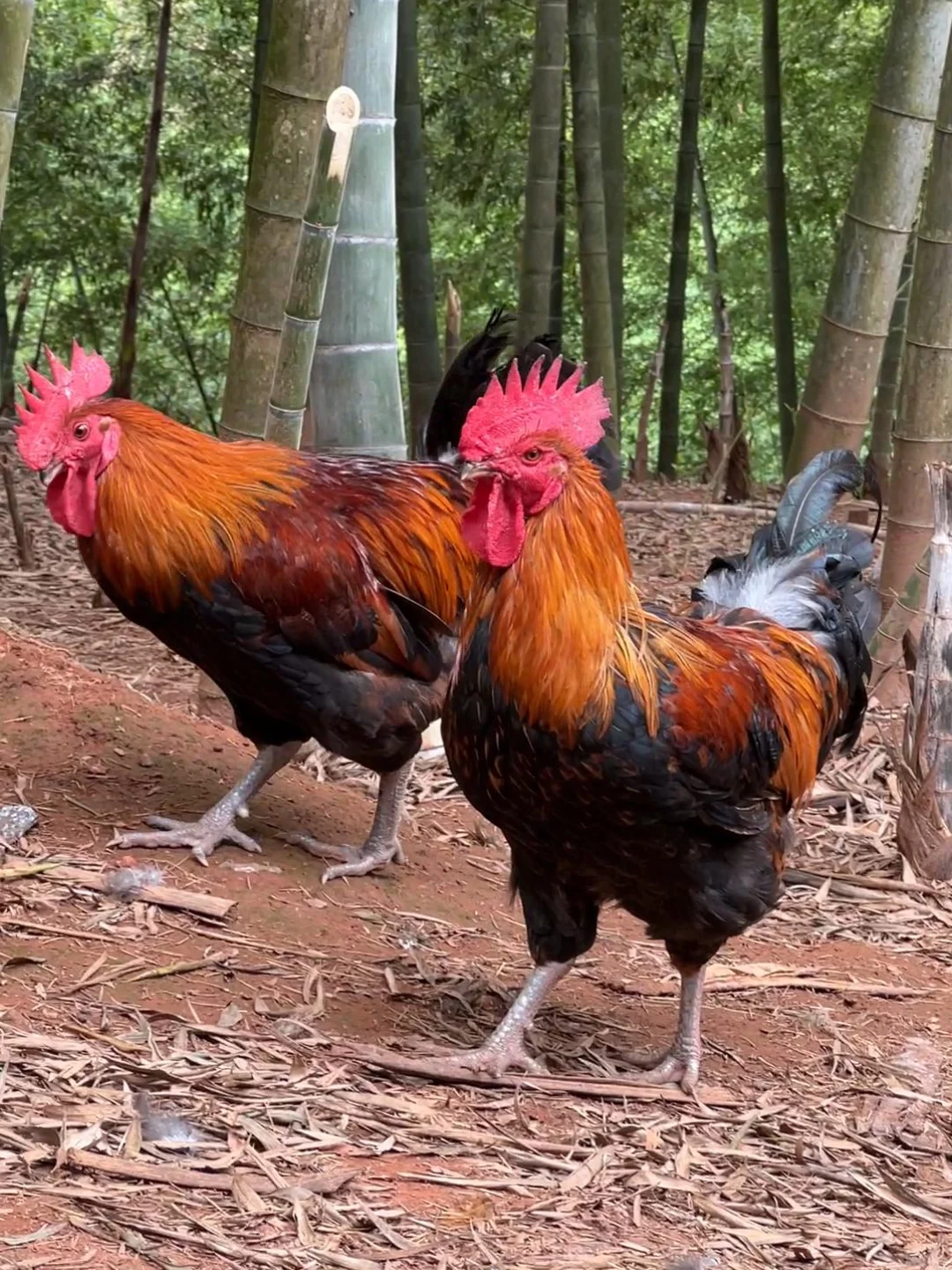 黄鼠狼现在居然都不爱吃鸡了！