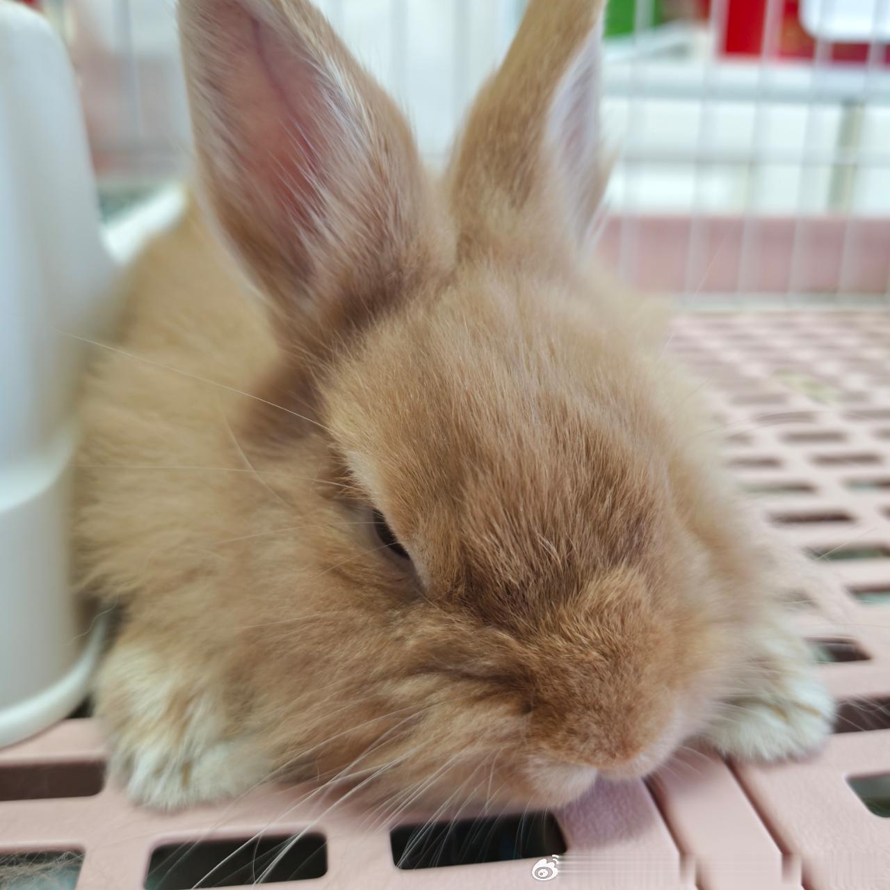 13808🐇【惬意】 