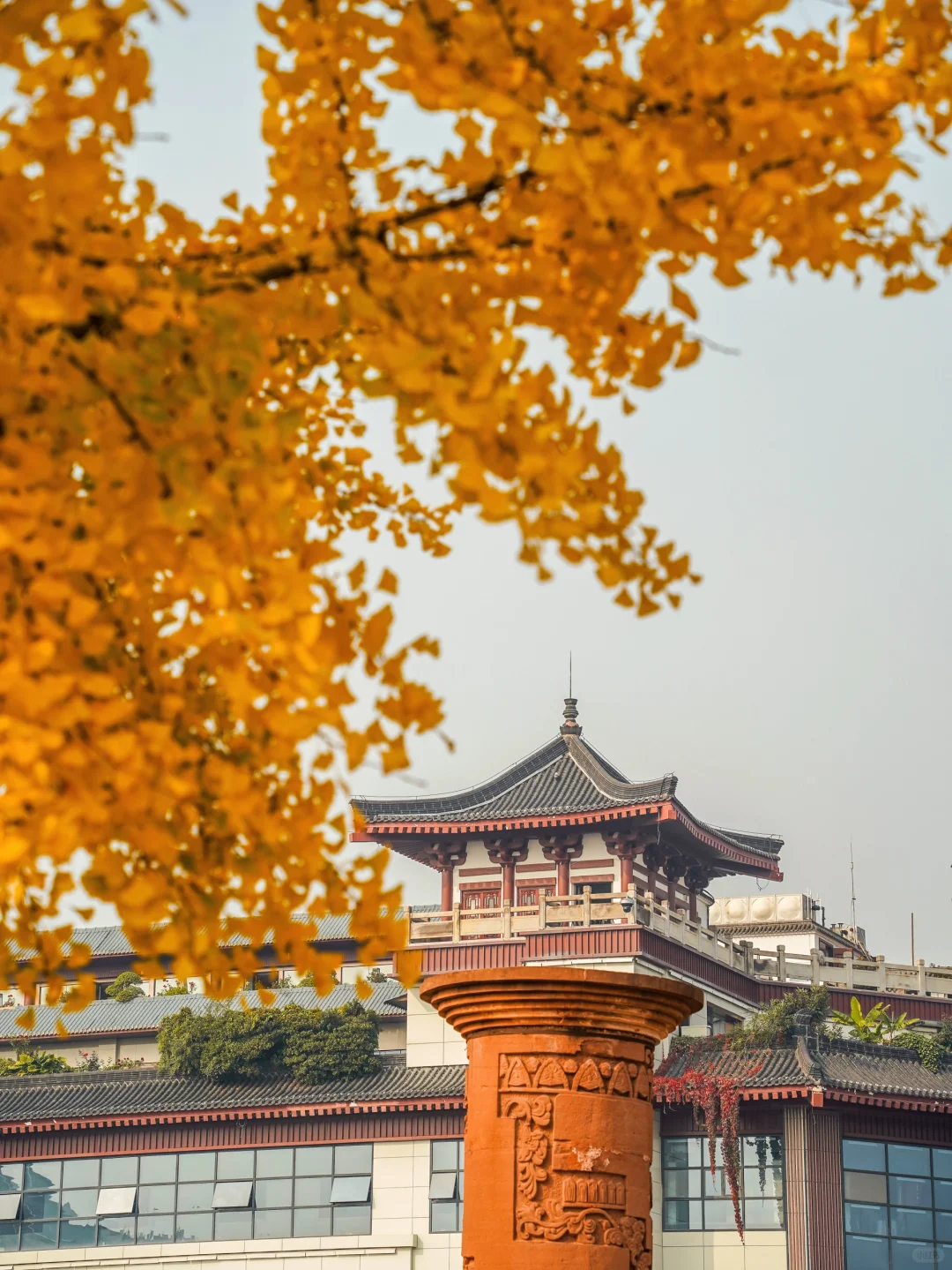 11.7实拍🍁西安大雁塔的金秋简直美爆了❗️