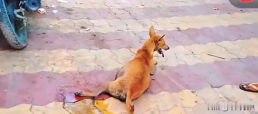 一只即将临盆的怀孕流浪狗被摩托车撞倒，羊水已然破裂。狗妈妈为了腹中的孩子，向路过