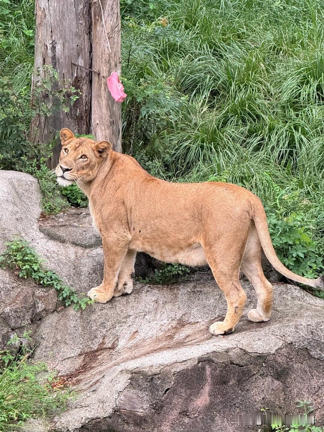 周末带孩子逛动物园，满心都是温柔欢喜
 
清晨的风清清爽爽，收拾好随身的水杯、纸