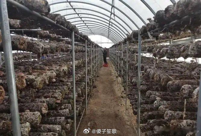 辽宁鞍山，一女子经过镇政府批准建设的冷库，被自然资源局以未经他们批准为由认定为违