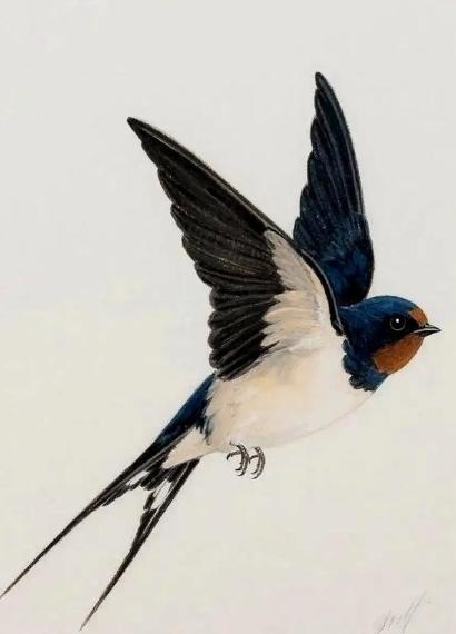 给燕子装上追踪器后，我们几代人的常识，塌了。它们秋天往南飞，根本不是飞到海南岛躲