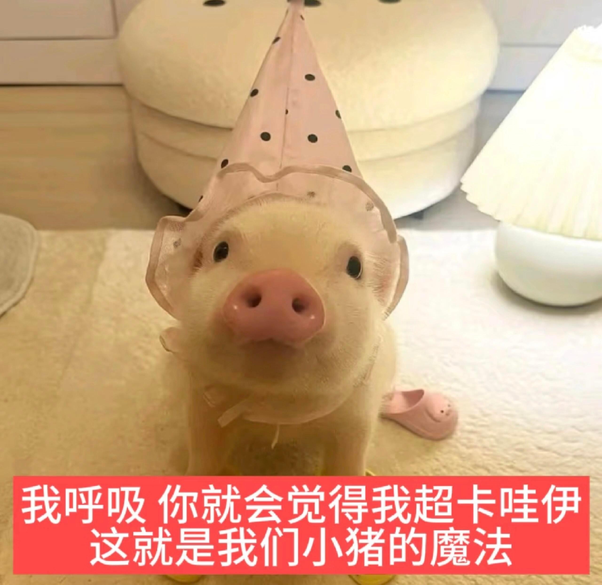 审铿积累 伟铿如是说： 