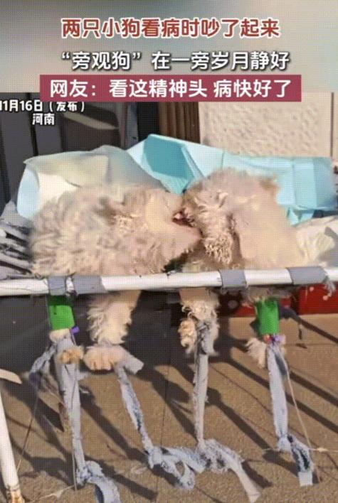 笑不活了！11月16日报道，河南一主人带狗狗去治病，结果两只小狗直接吵了起来，吵