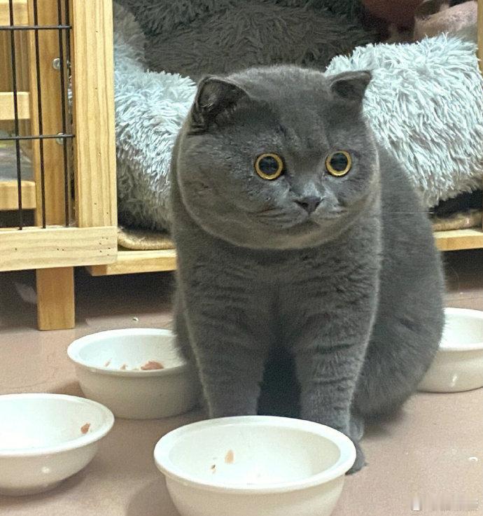 这猫有种“脑干缺失”的可爱[允悲] ​​​