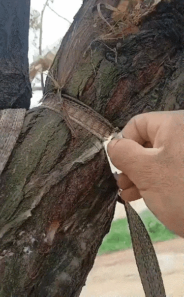 会不会在一个风雨交加的夜晚，有人敲门询问你你是否在公园救过一棵树？
你说你是那棵