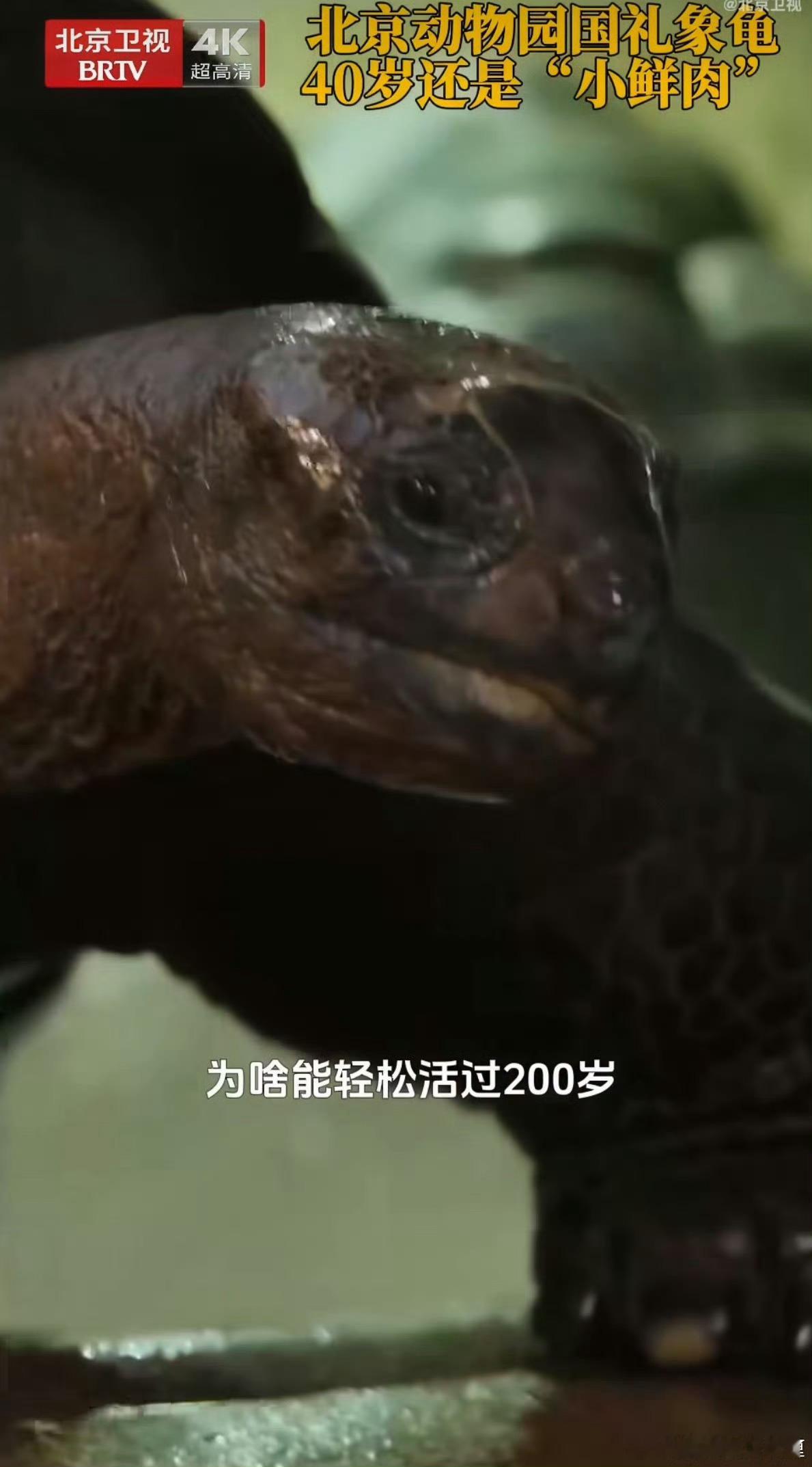 北京国礼象龟轻松活200北京动物园40岁亚达伯拉象龟，是塞舌尔赠送的珍贵国礼。龟