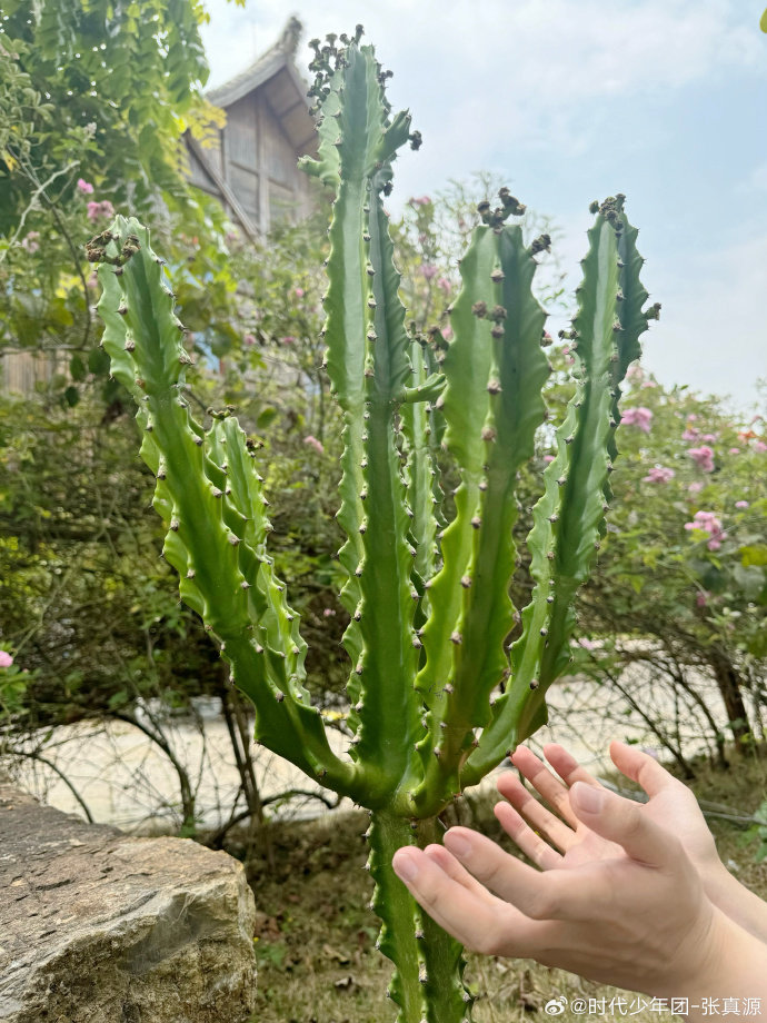 张真源问仙人掌你会开花吗张真源手捧仙人掌照 张真源手捧仙人掌照 
