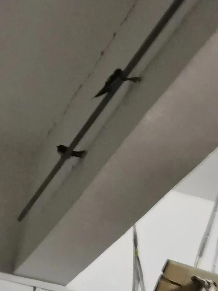 去年邻居家捣毁燕子巢穴，后来在我们家里安家。
媳妇儿也要赶，要捅巢，被老人家阻止