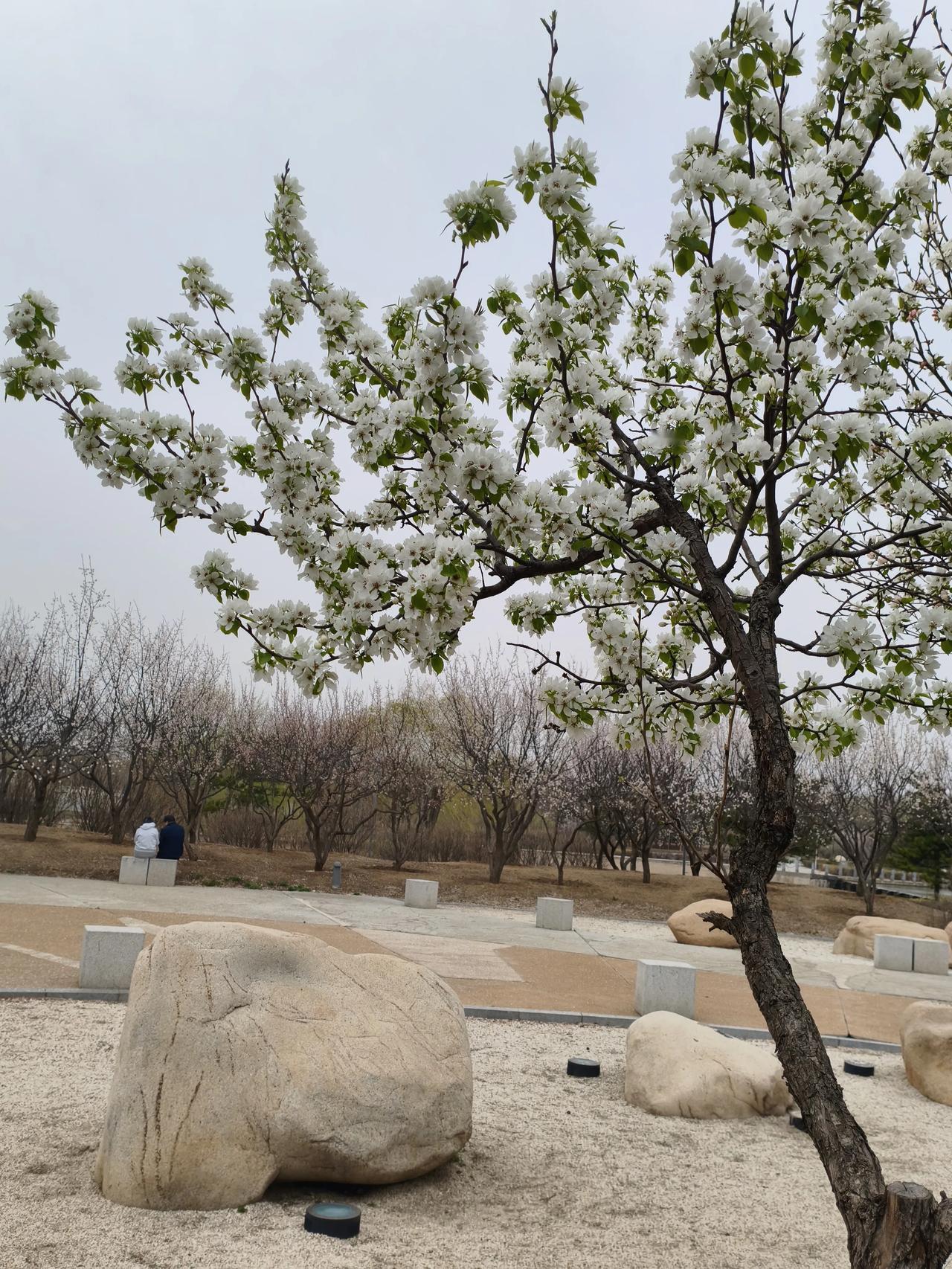 玉龙湖的梨花开得好热闹！