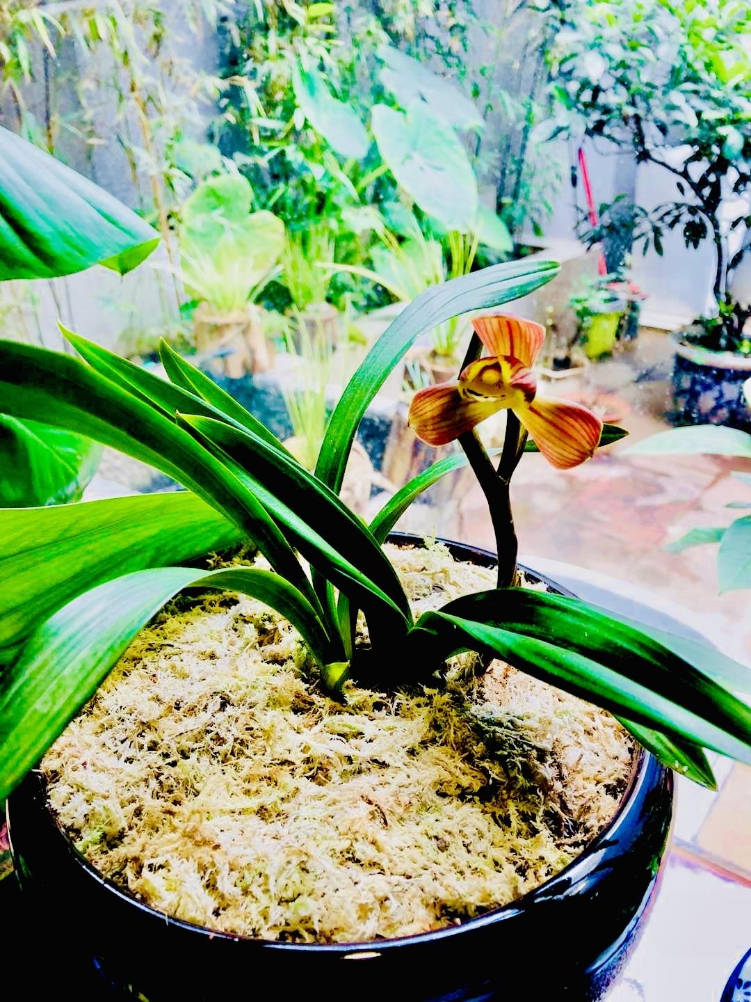 八年前，你一枝独秀，不艳，却自有一份孤绝的娇嫩。此后流年，你隐于春夏秋冬，今朝蓦