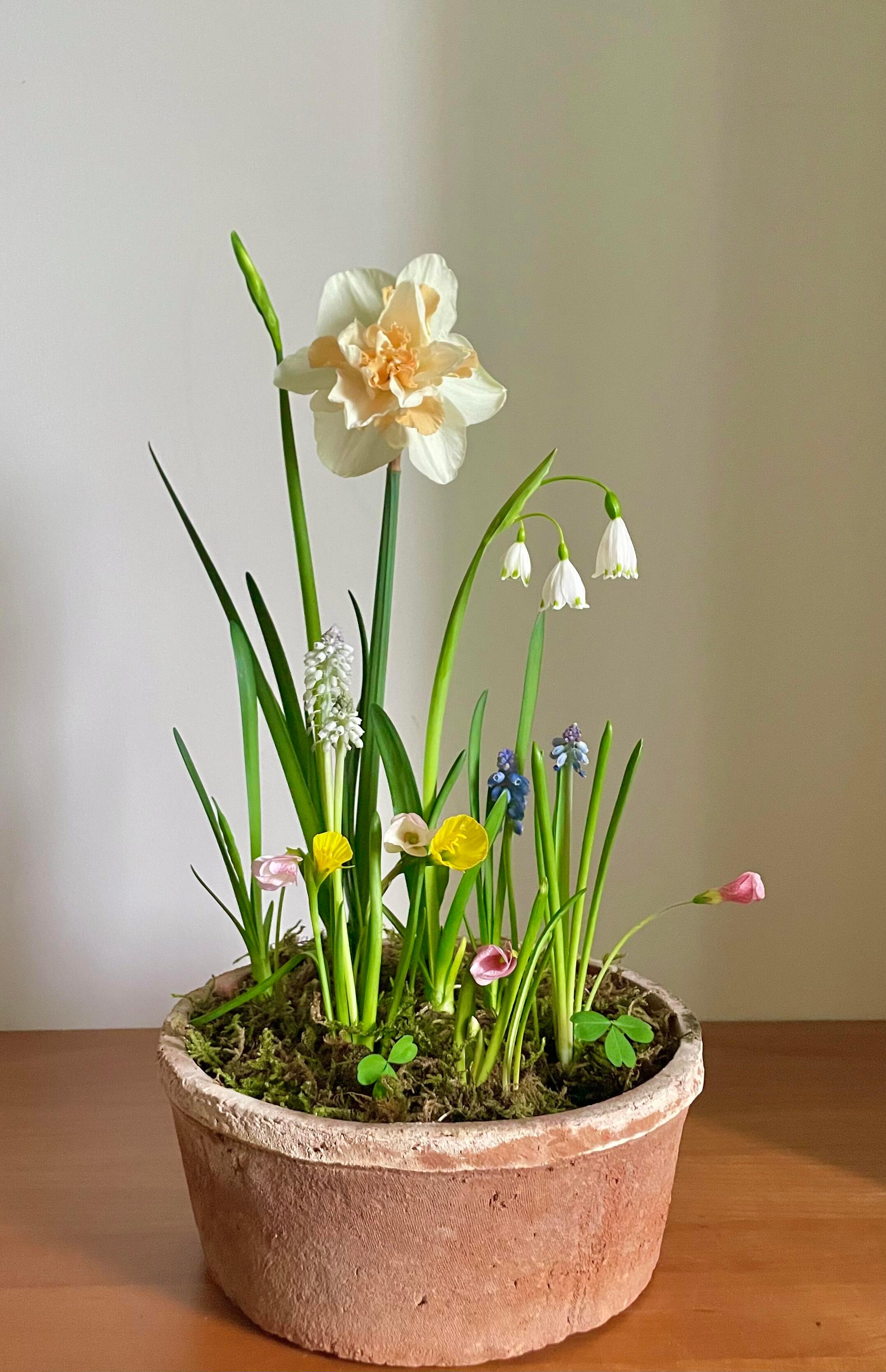 春天的小花盆被一群球根植物给美到了[哇] ​​​