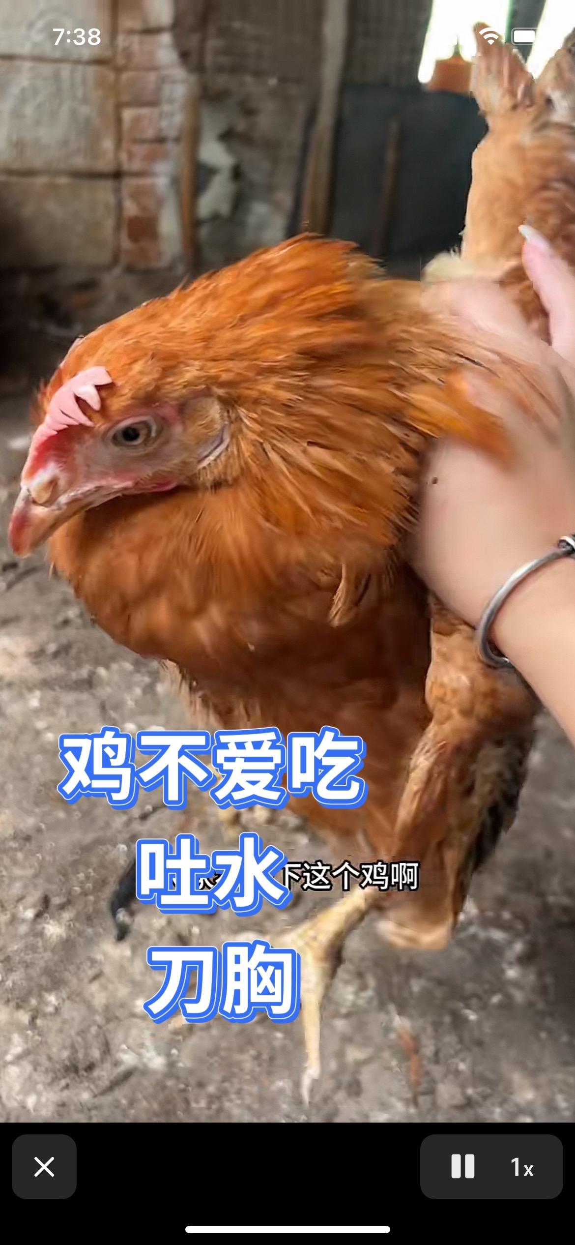 鸡大素子，吐水，刀胸，不爱吃，蹲着不动