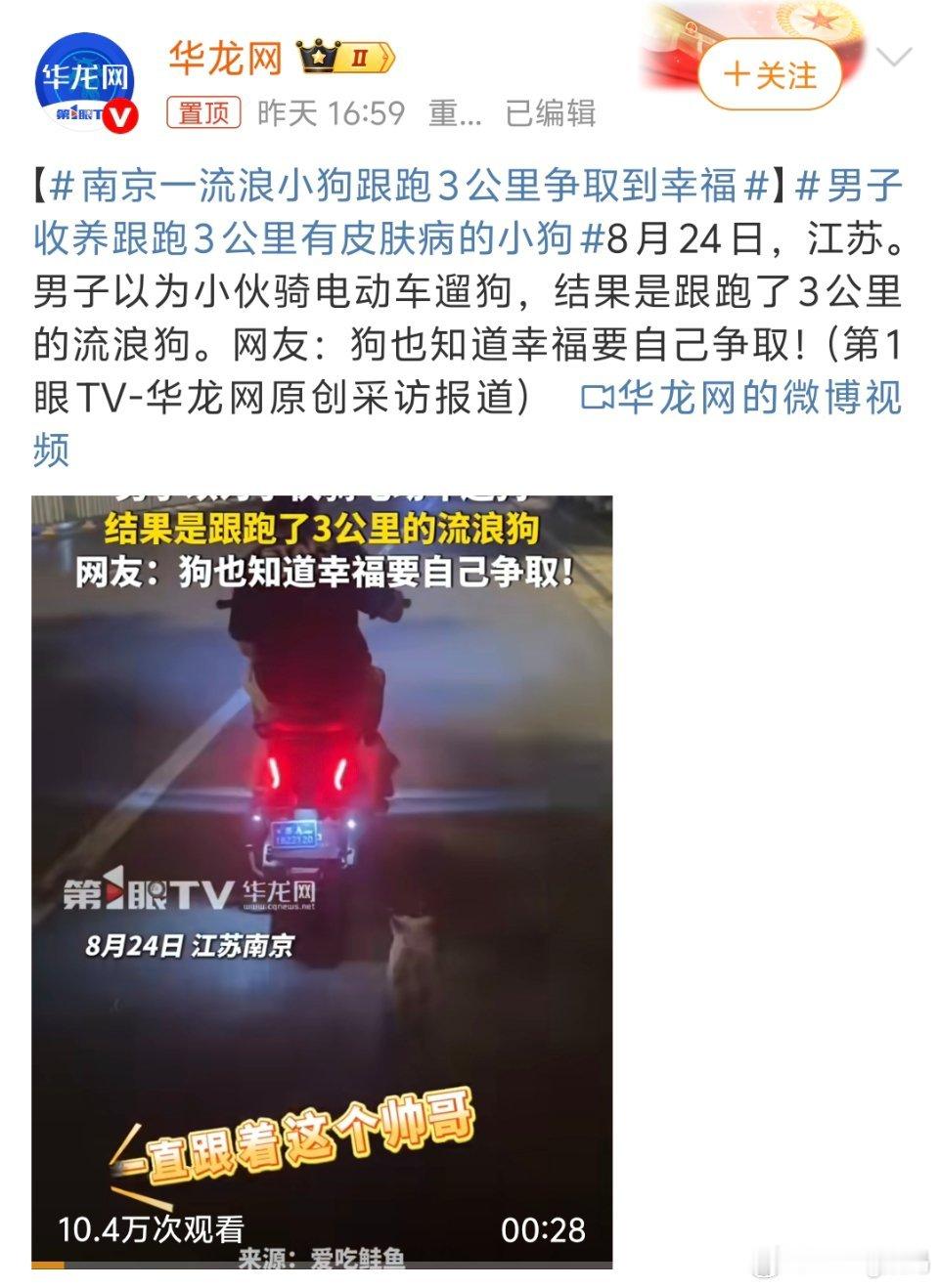 南京一流浪小狗跟跑3公里争取到幸福这个世界不能没有小狗小狗都会自己争取幸福[泪]