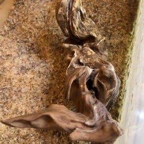 女子离家一年活鱼变鱼刺，在顽强的生命也扛不住你一年的忽视，更何况是鱼缸里面的小鱼