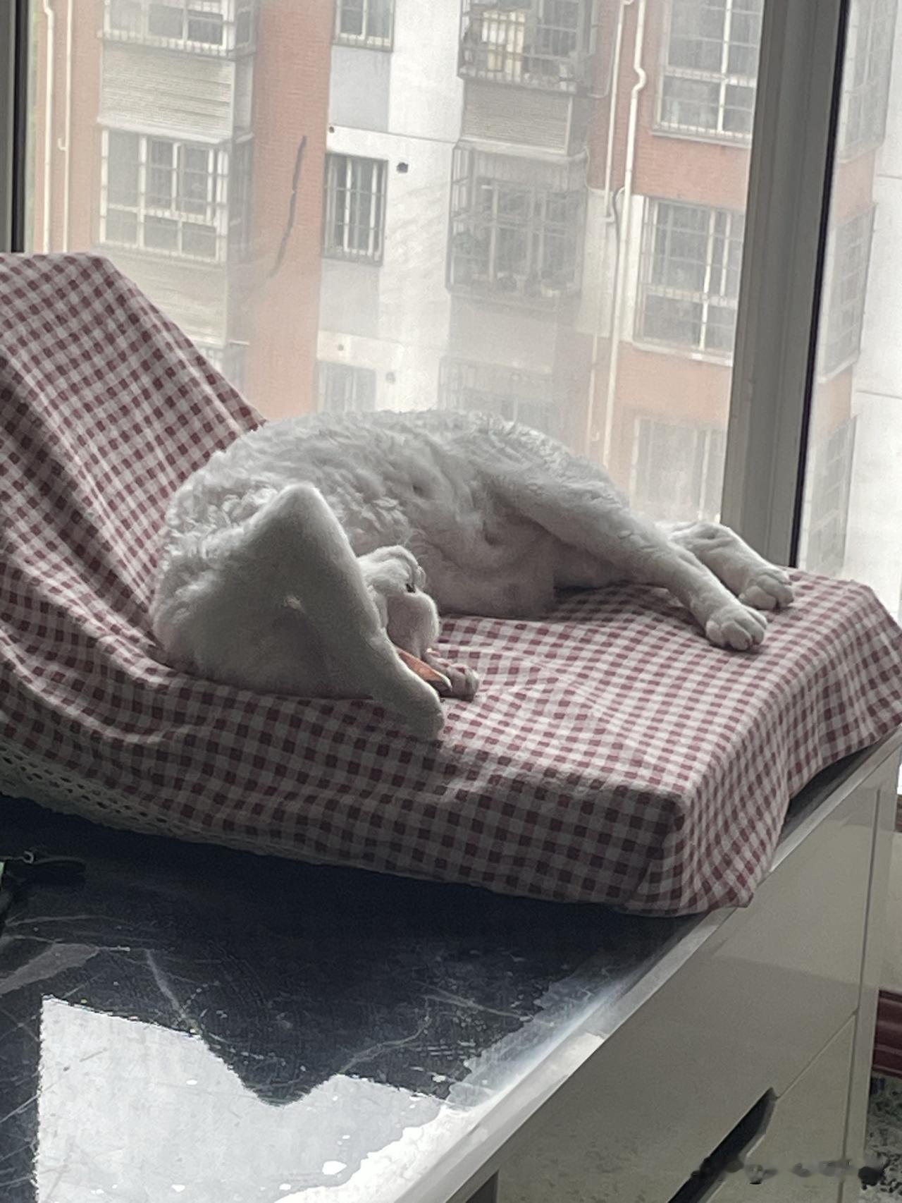 我家小猫咪，今天是这样的造型，是在思考猫生吗？[偷笑]