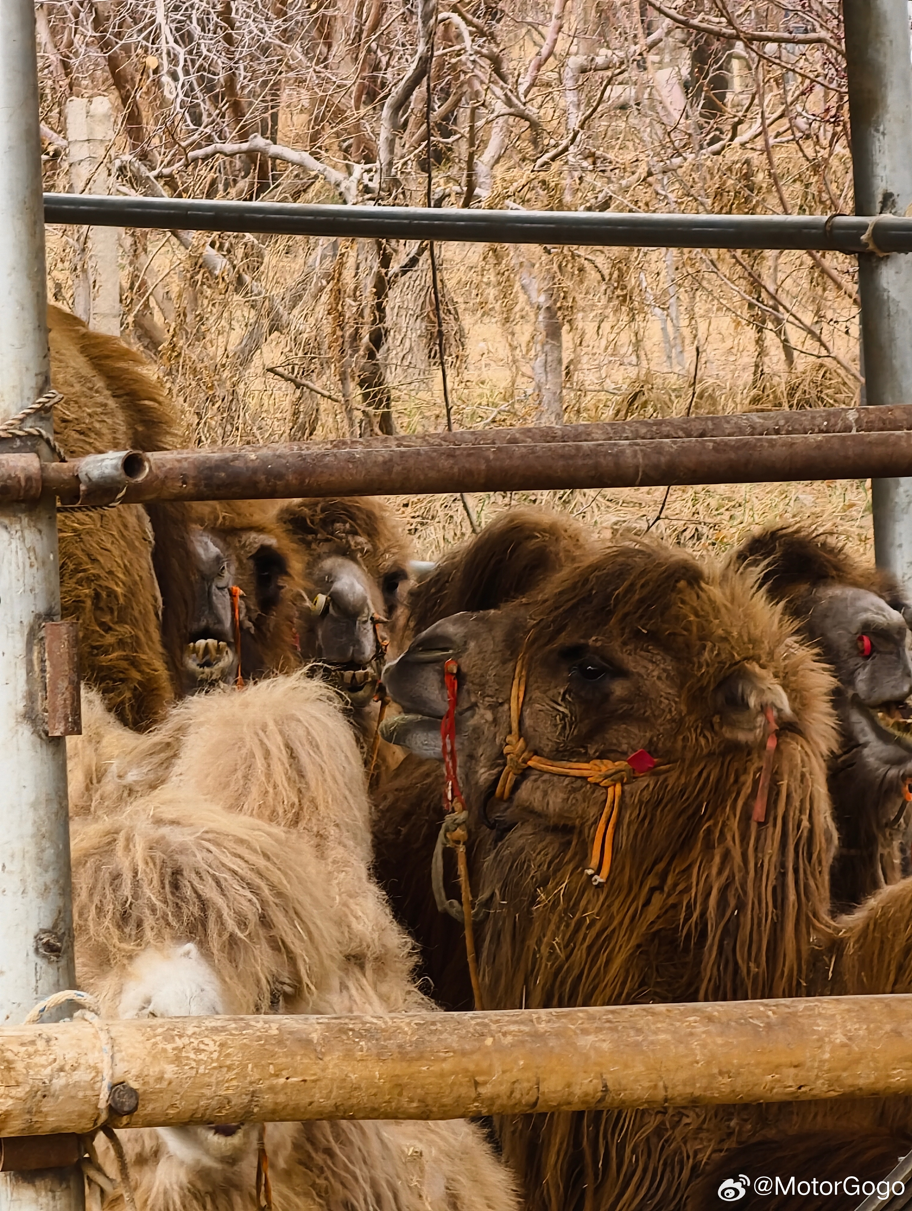 30 万以内有线控转向，8 万内有激光雷达，15万内有 750 TOPS 算力。