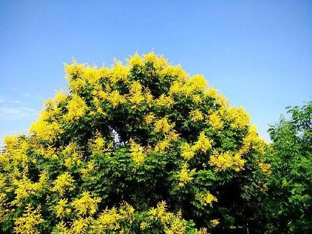 暮秋对话栾树花
文/许碧霞（江西）

风漾离晖匀画笺，栾枝结彩晒高天。
菊华初放