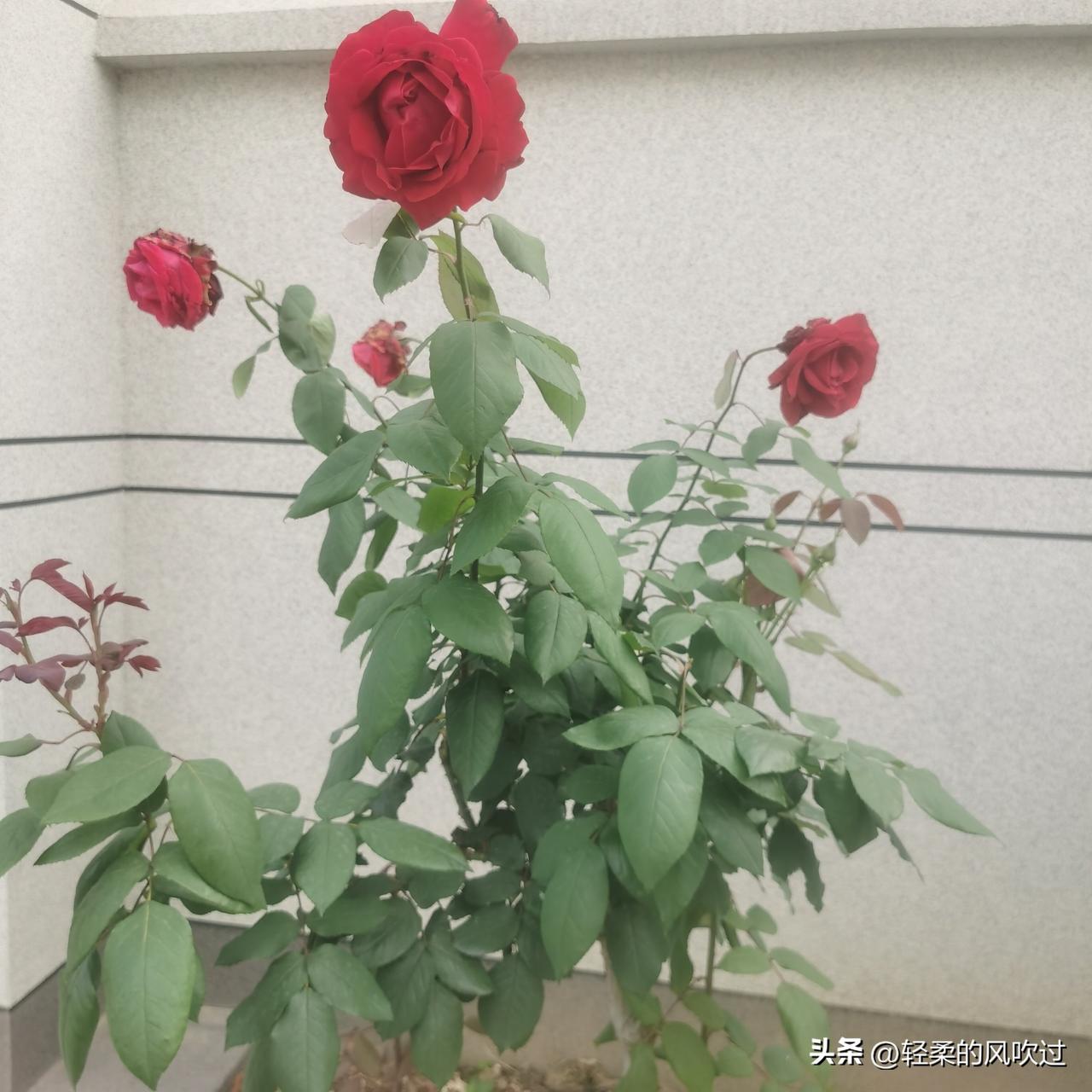 他为什么愁眉苦脸，心事重重？

他，博士毕业，毕业半年后结了婚。上班不久，他就有