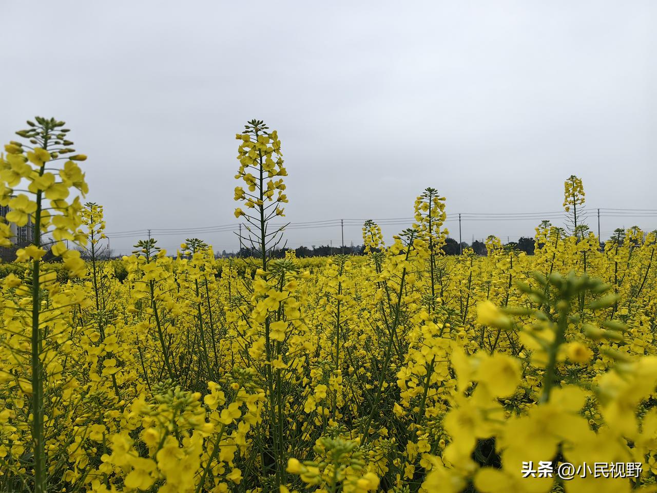 中东最大的悲哀就是国家不团结，阿拉伯人不团结。如果伊朗倒下，整个中东就是以色列和