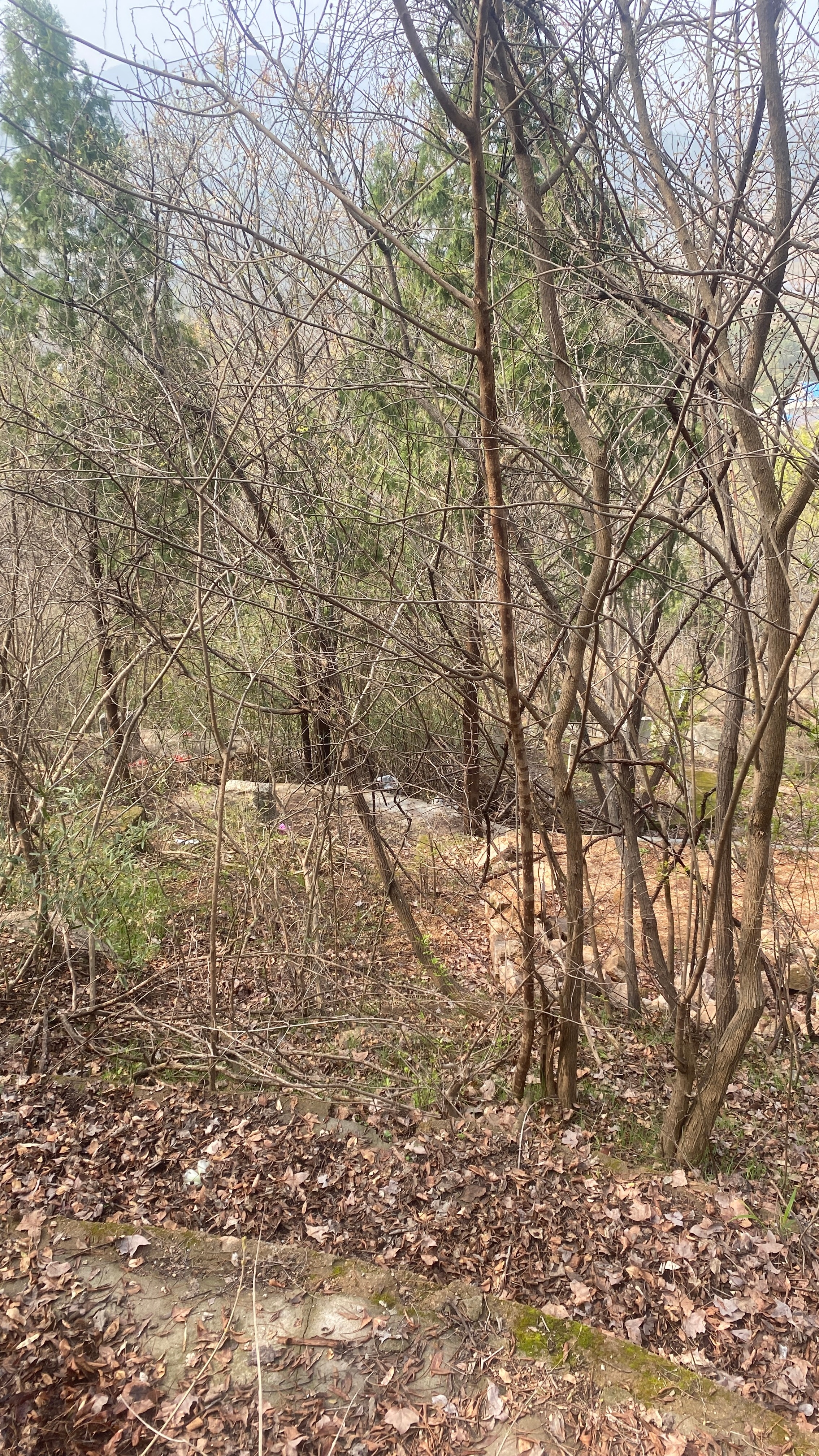 又是一年清明时，春风细雨寄哀思。我们怀着敬畏与怀念，回望岁月里那些温暖的过往，感
