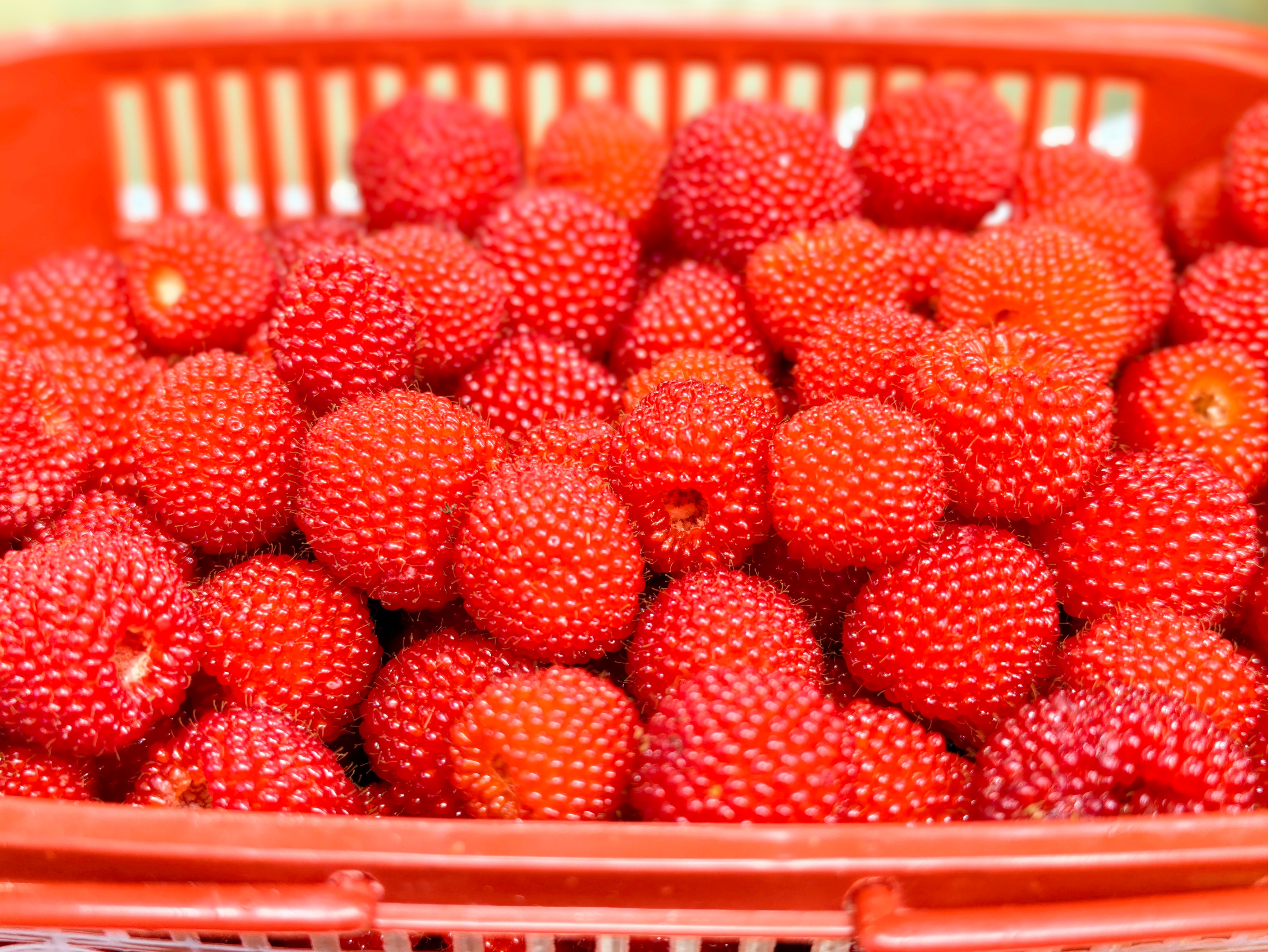 野味
